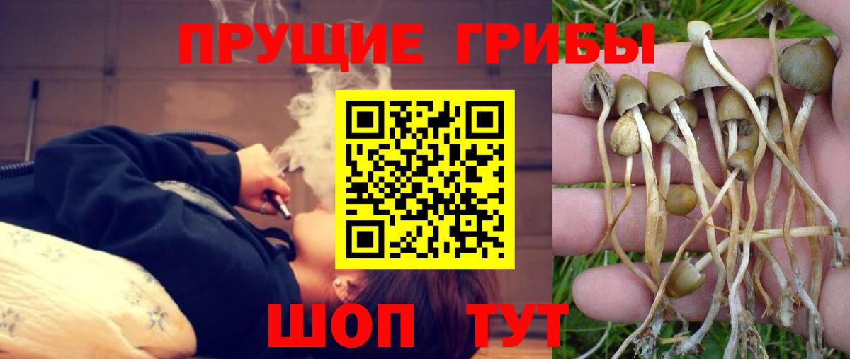 Галлюциногенные грибы Cubensis  Псилоцибиновые грибы мицелий  Вятские Поляны  Вход с VPN 